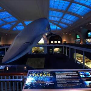 American Museum of Natural History NYC: Location & Getting There