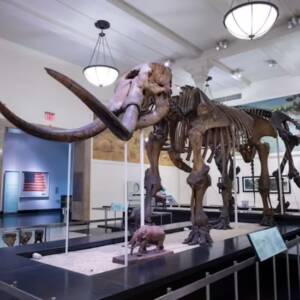 American Museum of Natural History NYC: Location & Getting There