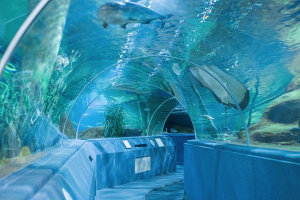 dubai-aquarium-&-underwater-zoo-3