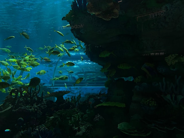 Audubon-Aquarium-New-Orleans-Louisiana-guided-tours