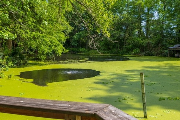 a lush green swamp with green trees and plants at the Audubon Zoo in New Orleans Louisiana USA 6