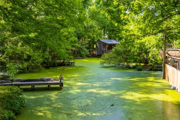 a lush green swamp with green trees and plants at the Audubon Zoo in New Orleans Louisiana USA 7