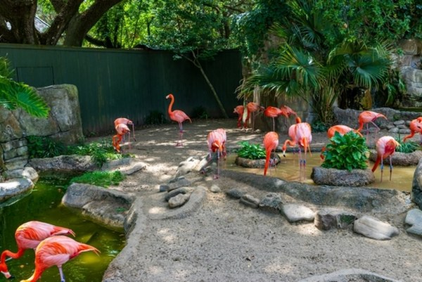 Beautiful Caribbean Flamingos at the Audubon Zoo in New Orleans Louisiana USA