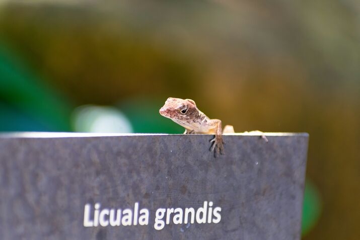 lizard-on-a-rock