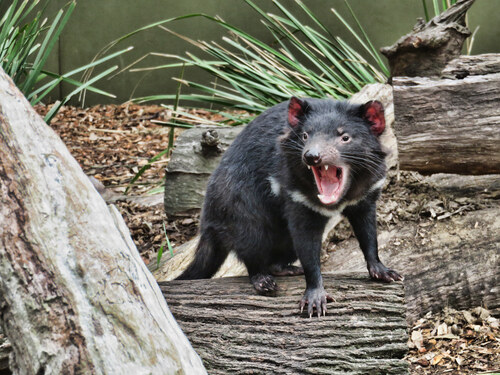 The,Tasmanian,Devil,Baring,Its,Teeth,At,The,Australian,Reptile