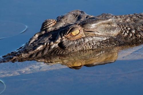Large,Saltwater,Crocodile,,Yellow,Water,Billabong,,Kakadu,National,Park,,Northern