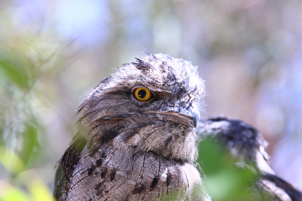 ballarat-wildlife-park-melbourne-tawny-frogmouth