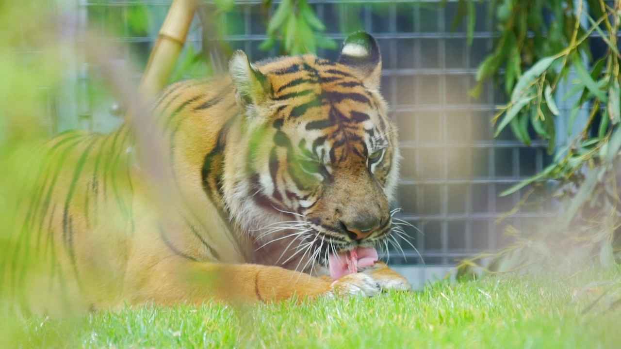 CI19BWPTESM – social media – Ballarat Wildlife Park – d22_1