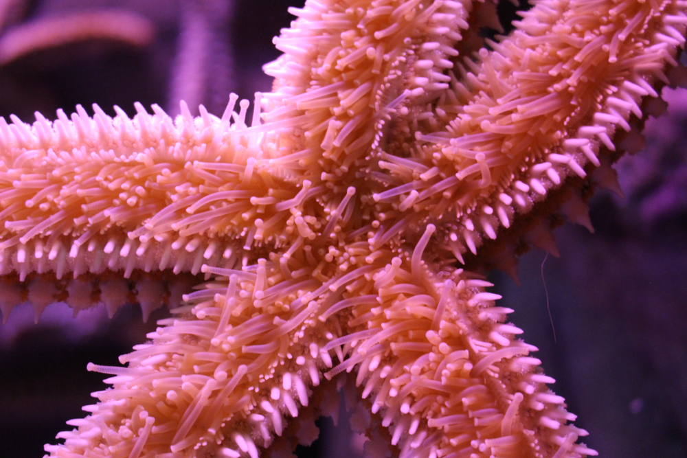 Closeup,Pink,Starfish,Underwater,In,An,Aquarium.