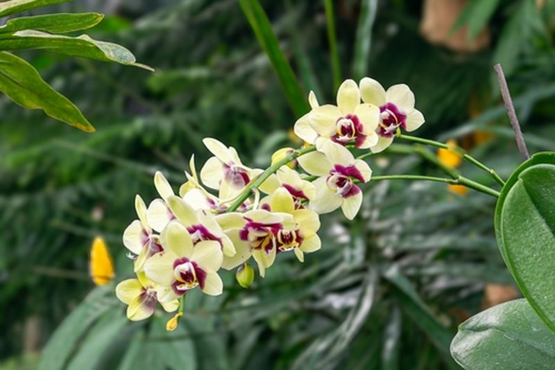 Variety of tropical plants and flowers including orchids, bromeliads, palms, ferns, cacti etc.. in Bloedel Conservatory in Queen Elizabeth Park, Vancouver, BC 4