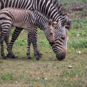 Le zoo de Franklin Park