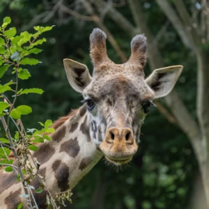 Franklin Park Zoo