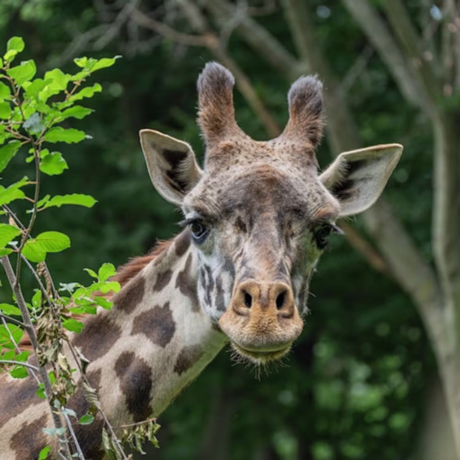 prezzo-del-biglietto-per-l’ingresso-allo-zoo-di-Franklin-Park