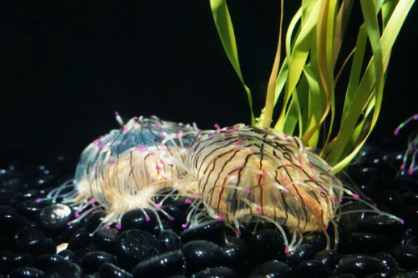 new-england-aquarium-1