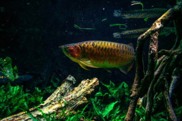 aquarium-de-la-Nouvelle-Angleterre-2