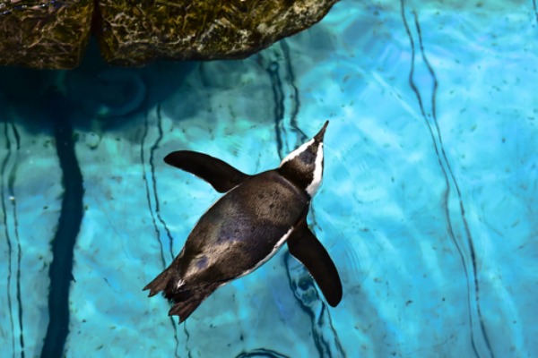 new-england-aquarium-3