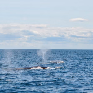 Crucero de avistamiento de ballenas por el puerto de Boston
