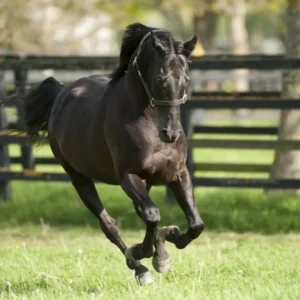 Irish National Stud & Gardens: Entry Ticket
