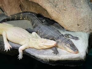 Albino alligator resting beside a darker alligator at the water's edge