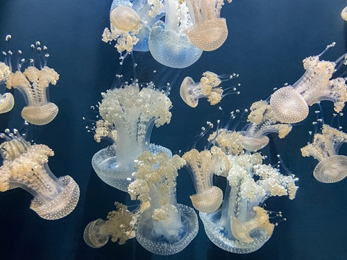 Amazing,Jellyfish,Swimming,Underwater,At,The,Georgia,Aquarium