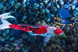 Orange and white koi swimming in clear shallow water
