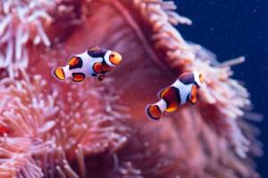 Clownfish swimming among the tentacles of a sea anemone