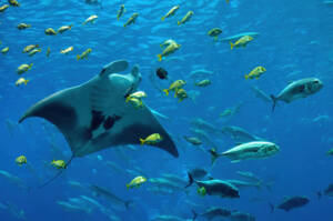 Stingrays gliding through open blue water in a large aquarium habitat
