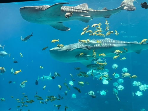 Whale,Sharks,At,The,Georgia,Aquarium