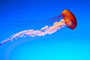 Sea nettle jellyfish drifting in a backlit display tank