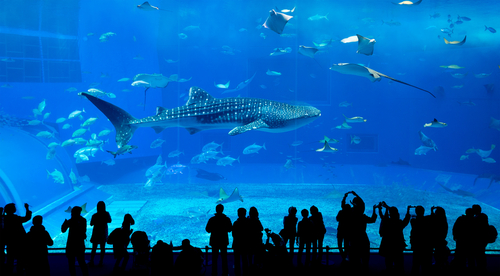 Whale,Shark,In,Okinawa,Churaumi,Aquarium