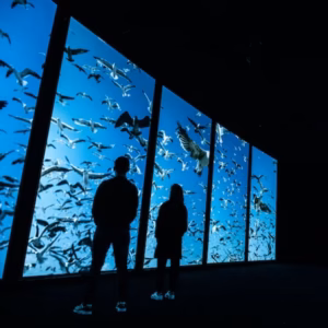 Lisbon Oceanarium