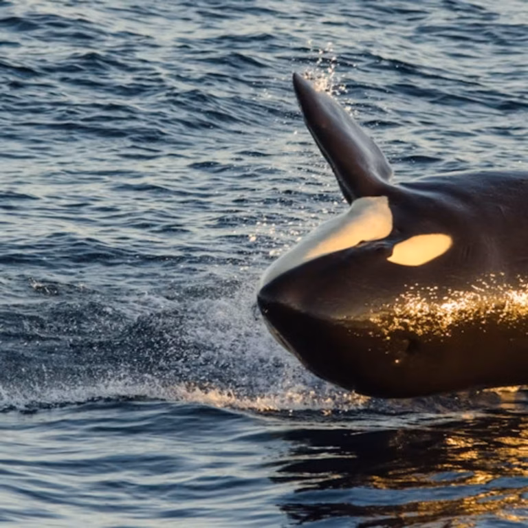 Long Beach: Whale and Dolphin Watching Cruise