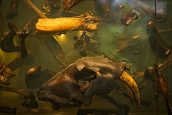 Prehistoric,Bones,And,The,Skull,Of,Saber-tooth,Cat,,Smilodon,Fatalis,