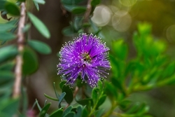 Closeup,Of,A,Vivid,Purple,Flower,On,A,Green,Bush,
