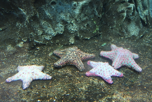 Family,Of,4,Large,Starfish,In,Houston,Zoo.,Large,Dark
