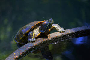 Zoos & Aquariums