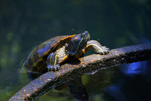 Turtle,In,The,Houston,Swamp,Water