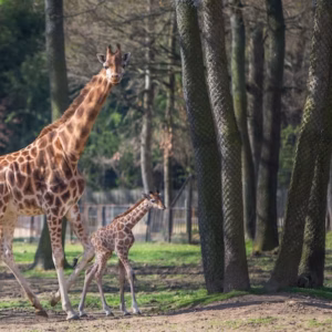 Safari de Peaugres
