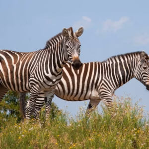 Peaugres Safari