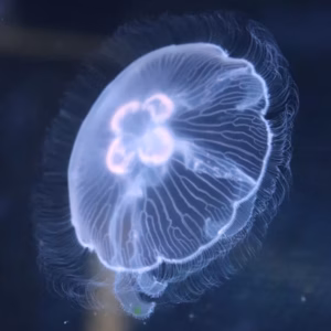 Aquarium de Lyon: discover fish from around the world