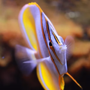 Aquarium du Grand Lyon