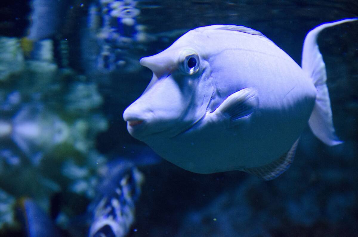 aquarium-du-grand-lyon-exotic-fishes