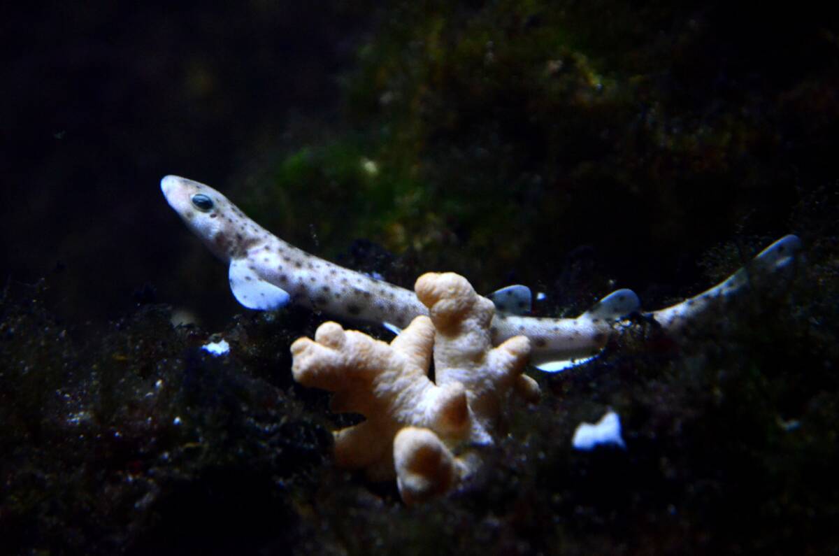 aquarium-du-grand-lyon-tiny-fish