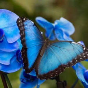 Benalmádena Butterfly Garden: Home