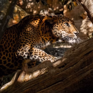 Bioparc Fuengirola: a varguandist zoo!