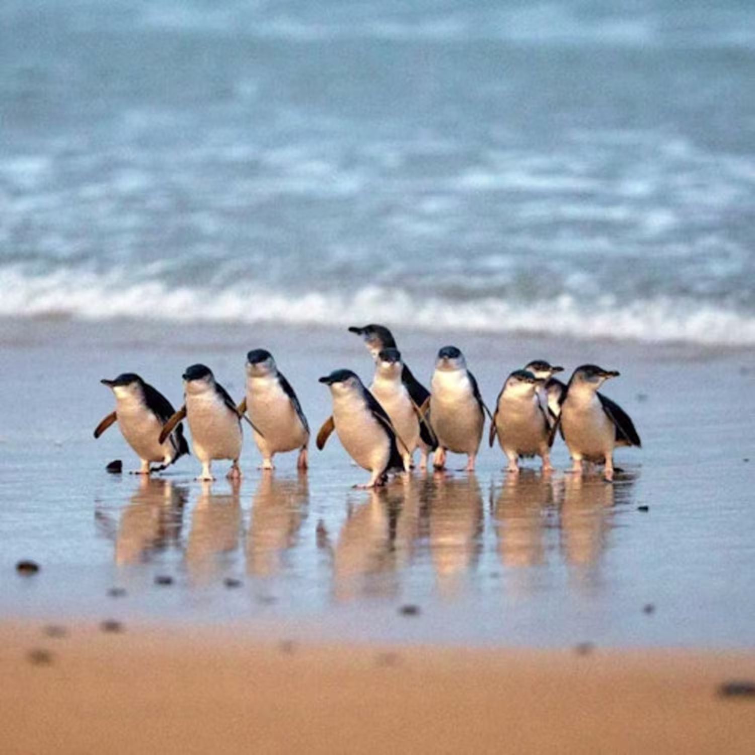 passes-phillip-island-penguins-express-tour-from-melbourne