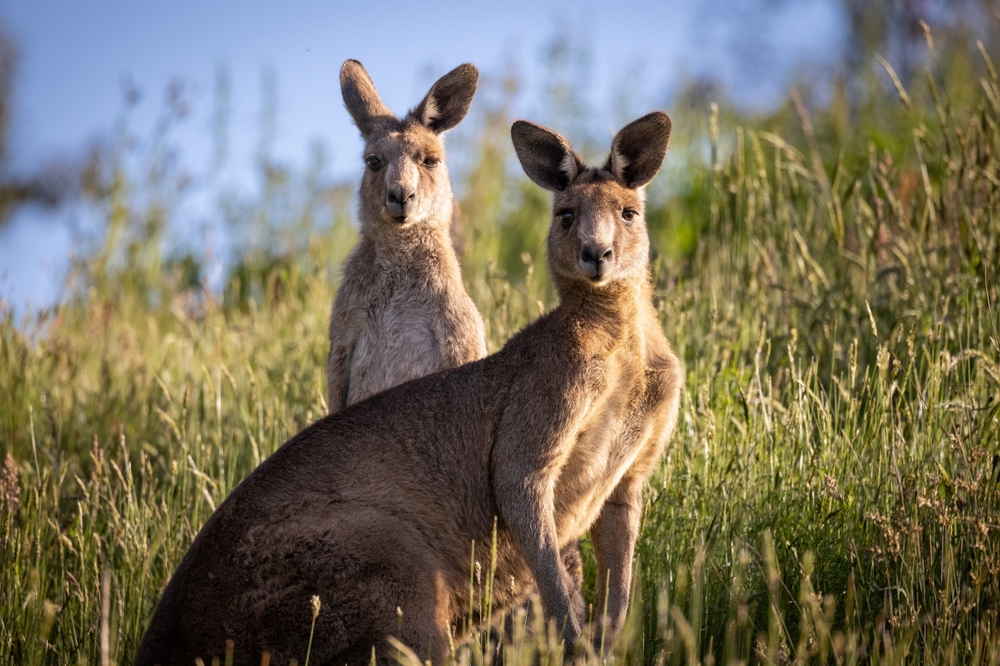 A,Selective,Focus,Shot,Of,Eastern,Grey,Kangaroos,In,Long