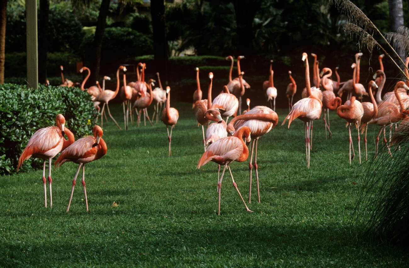 flamingo-gardens-5