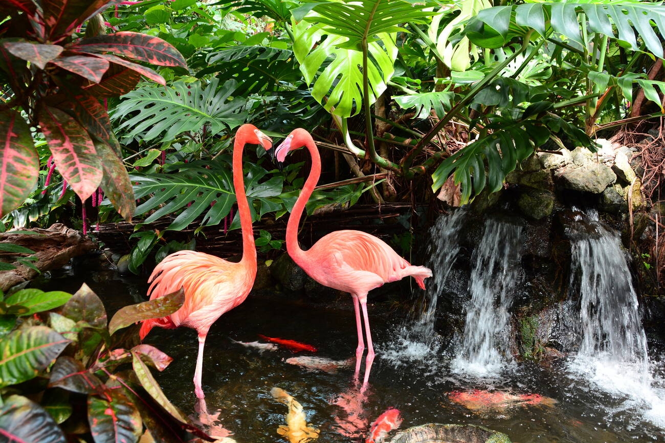 flamingo-gardens-7