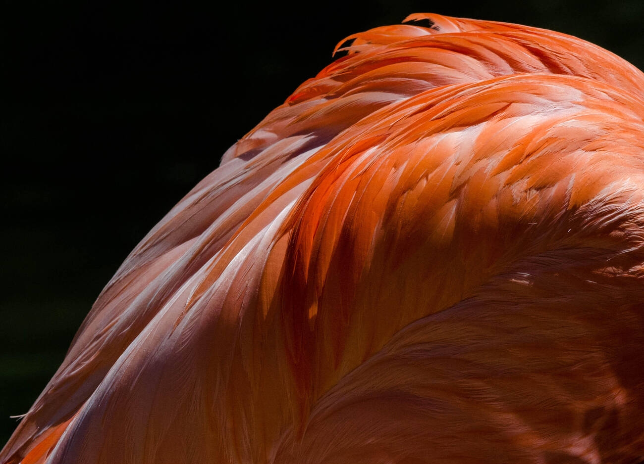 flamingo-gardens-10